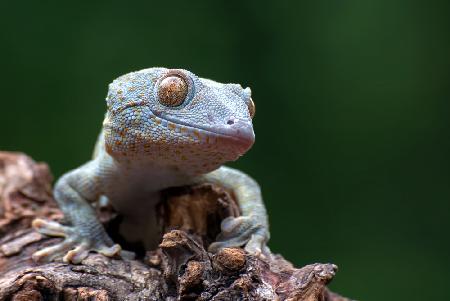 Tokay gecko