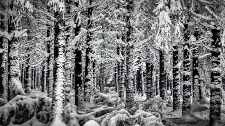 Winter Forest