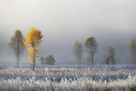 Frozen birches