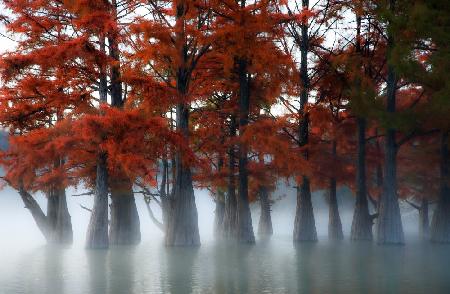 Cypress Trees