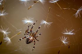 The flies are finished. Only dandelions salad left.