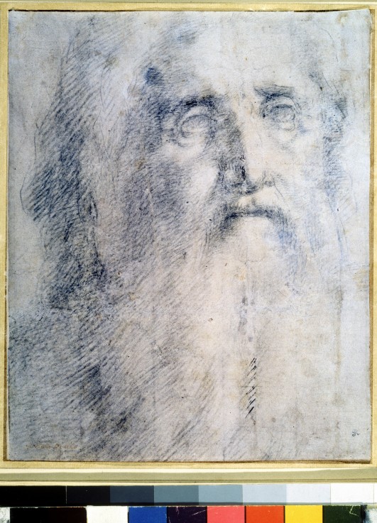 Study of an old Man's head with a beard de Domenico Beccafumi