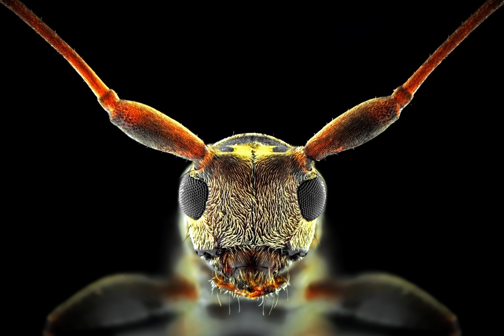 Flat-Headed Longhorn Beetle de Donald Jusa