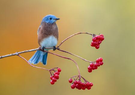 Eastern Bluebird