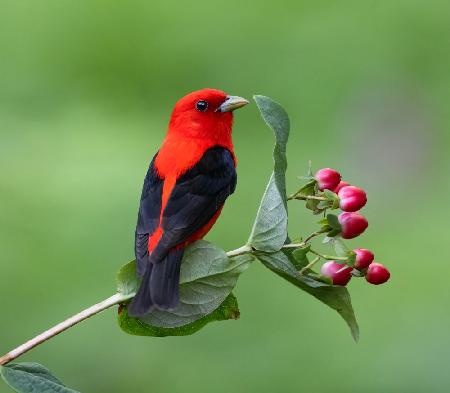 Scarlet Tanager