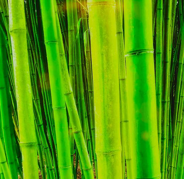 Bambuswald de Doris Beckmann