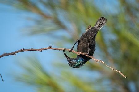 Standing upside down