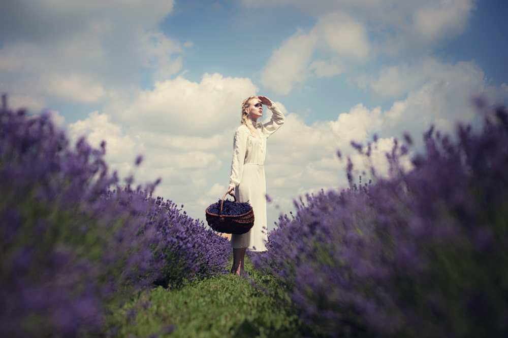 Lavender field de Dorota Górecka