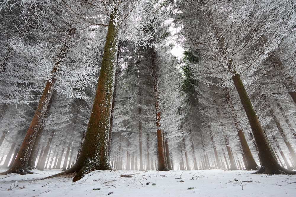 morning in the forest de Dragisa Petrovic