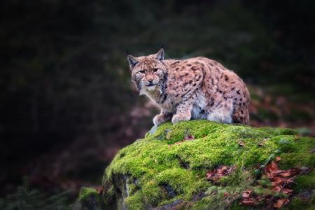 Lynx