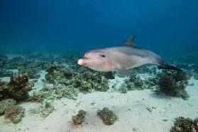 Bottlenose dolphin