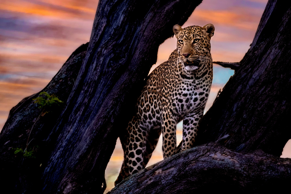 Leopard on the tree de Dr.Hitesh Patel