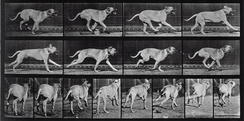 Running Dog, plate 707 from ''Animal Locomotion'', 1887 (b/w photo)  de Eadweard Muybridge