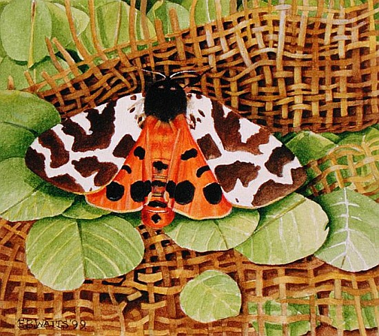 Tiger Moth, 1999 (acrylic on paper)  de E.B.  Watts