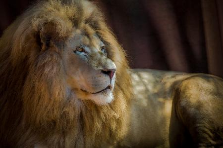 Portrait of a Lion