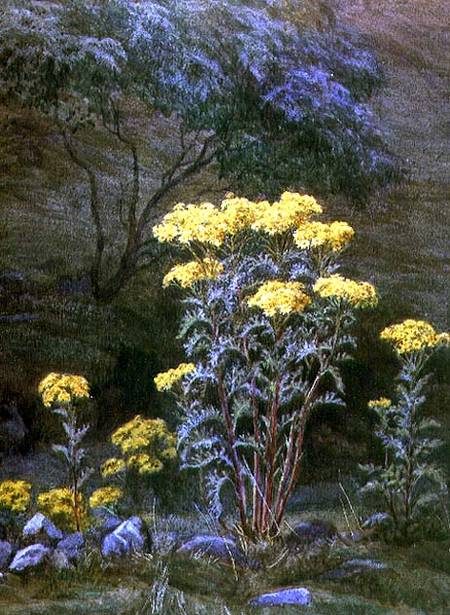 Ragwort on a Bank de Edith Martineau