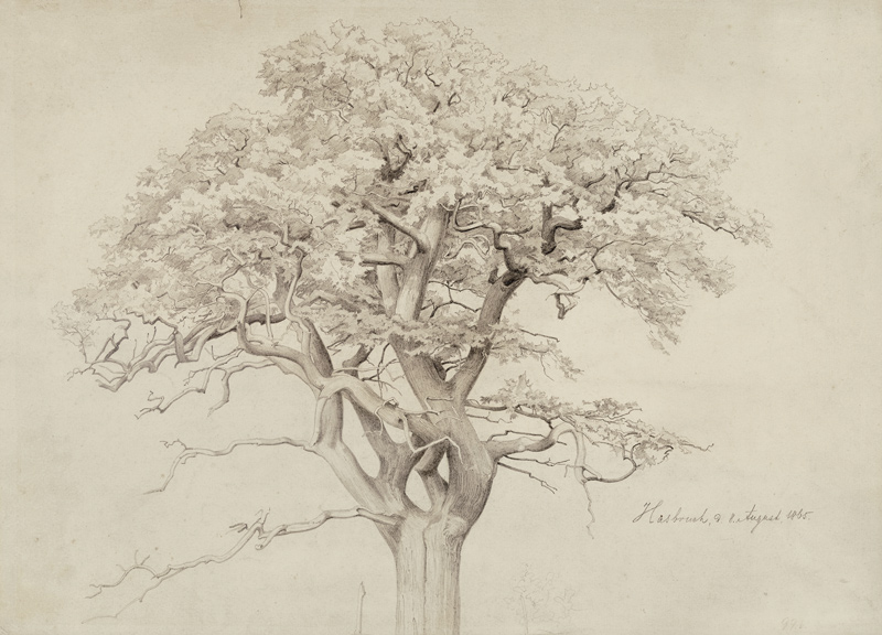 Treetop de Edmund Friedrich Kanoldt