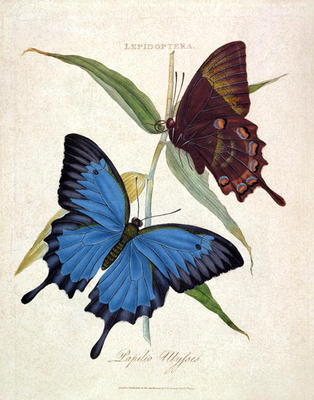 Butterfly: Papilo Ulysses, pub. by the artist, 1800 (engraving) de Edward Donovan