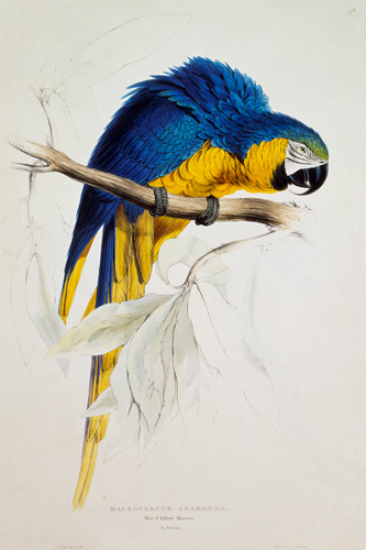 The blue yellow macaw de Edward Lear