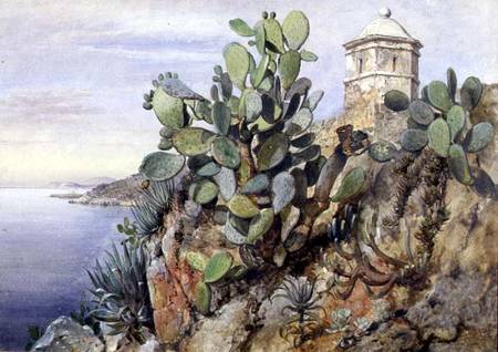 Cactus Opuntia, Monaco de Edward William Cooke