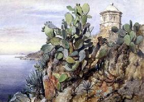 Cactus Opuntia, Monaco