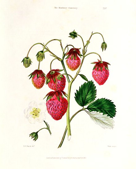 The Roseberry Strawberry; engraved by Watte, pub.T by homas Kelly, London 1830 de Edwin Dalton Smith