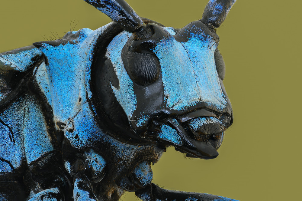 LongHorn Beetle de Edy Pamungkas