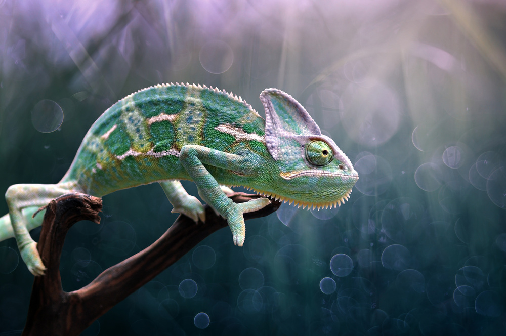 Chameleon de Edy Pamungkas