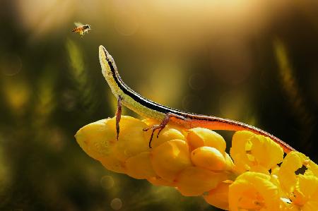 Lizard and bee