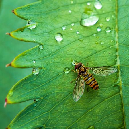 Rainy Day