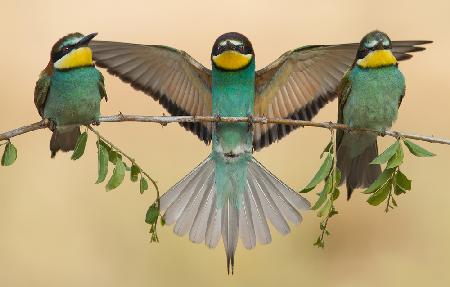 Bee-eaters trio