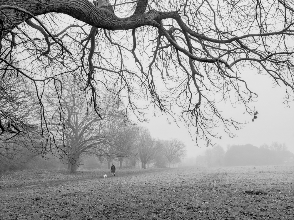 Field and Forest in Fog de Elizabeth Allen