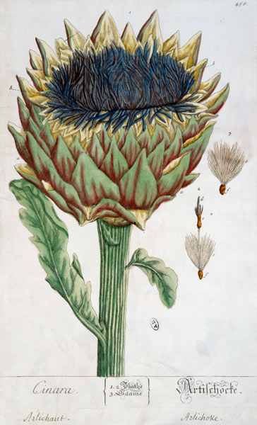 Artichoke, from 'Herbarium Blackwellianum' de Elizabeth Blackwell