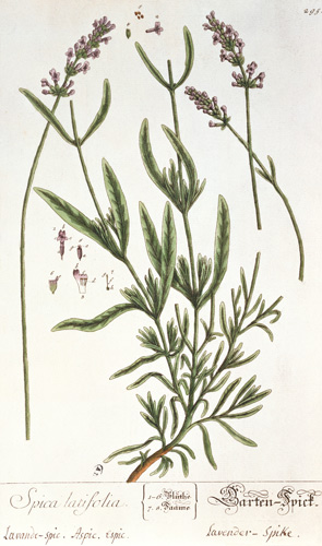 Lavender Spike, plate from 'Herbarium Blackwellianum' by the artist de Elizabeth Blackwell