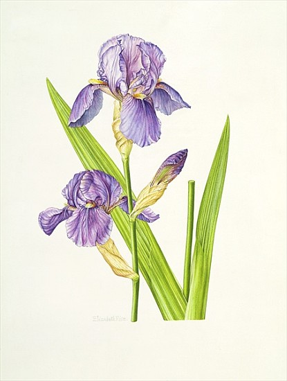 Iris (w/c)  de Elizabeth  Rice