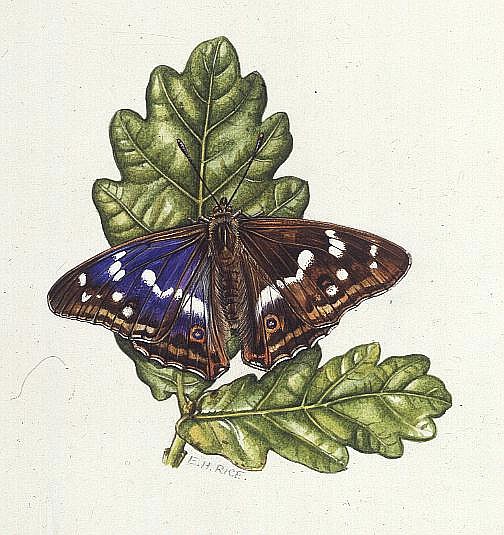 Purple Emperor Butterfly on Oak leaves (w/c)  de Elizabeth  Rice