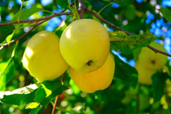 Makellose Äpfel Golden Delicious de Elke Ursula Deja-schnieder