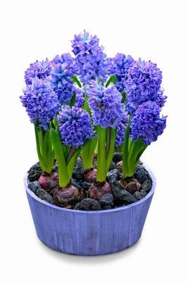 Gartenhyazinthe (Hyacinthus orientalis)