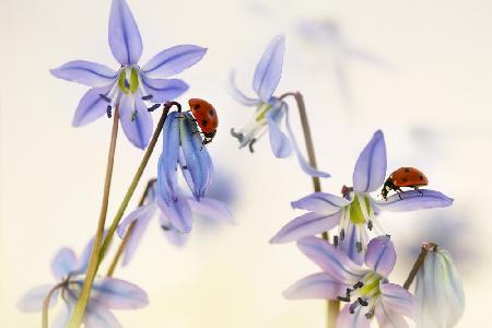 Springtime (Ladybirds with Scilla Siberica)