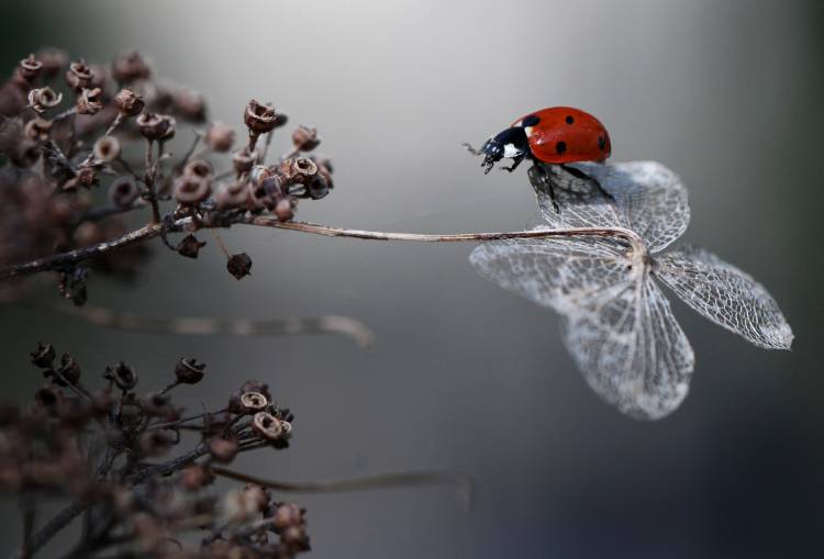 Ladybird on hydrangea. de Ellen Van Deelen