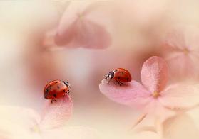 Ladybirds on pink hydrangea.