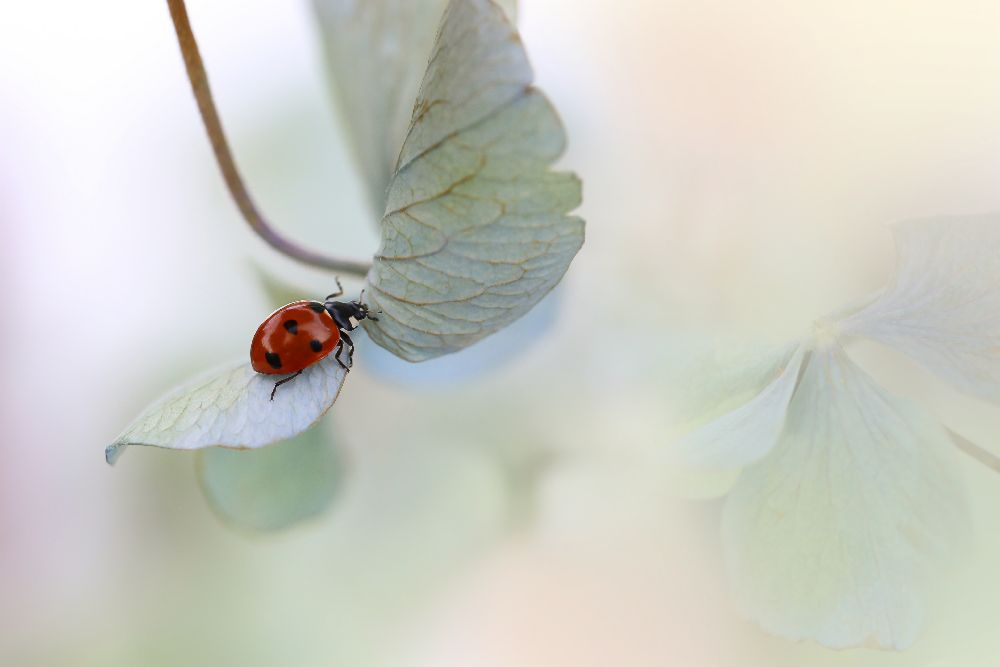 Ladybird on blue-green hydrangea de Ellen Van Deelen