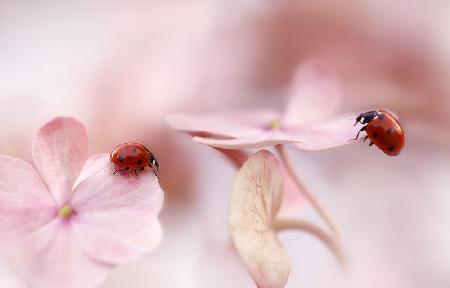 Ladybirds with pink hydrangea