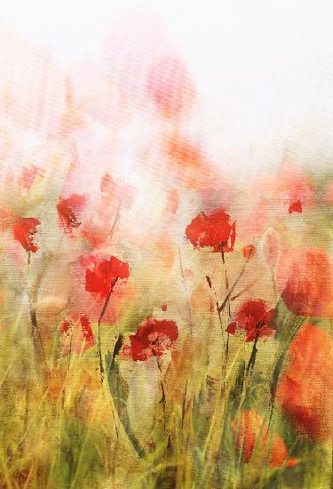 Poppies IV