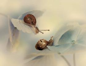 Snails