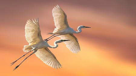 Eastern Great Egrets