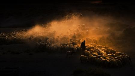 Herd of sheep