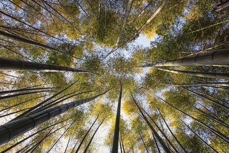 Bamboo Grove