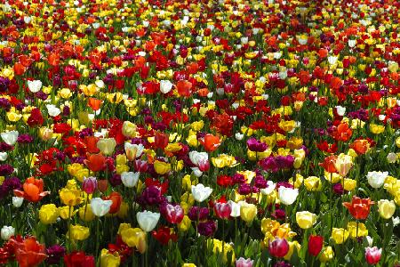 colorful tulips