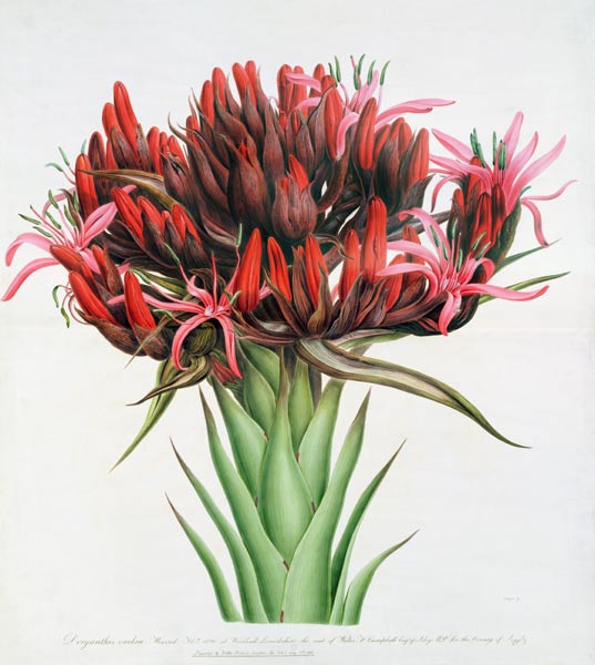 Gymea Lily de English School